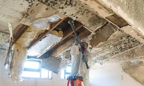 Best Mold Remediation for Vacation Homes  in Chillicothe, MO